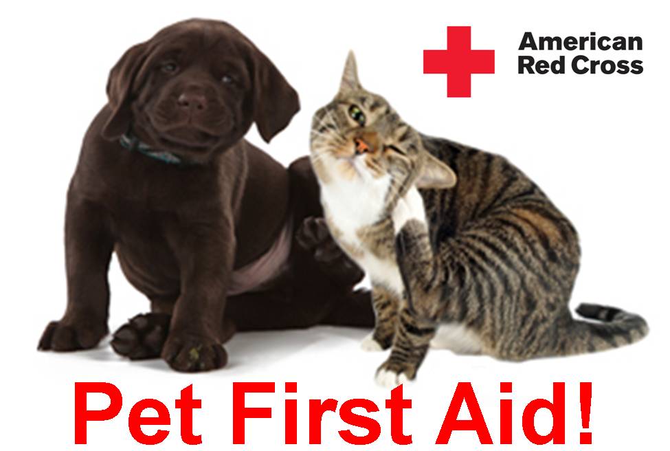 Keeping it Simple (KISBYTO) Pet’s First Aid