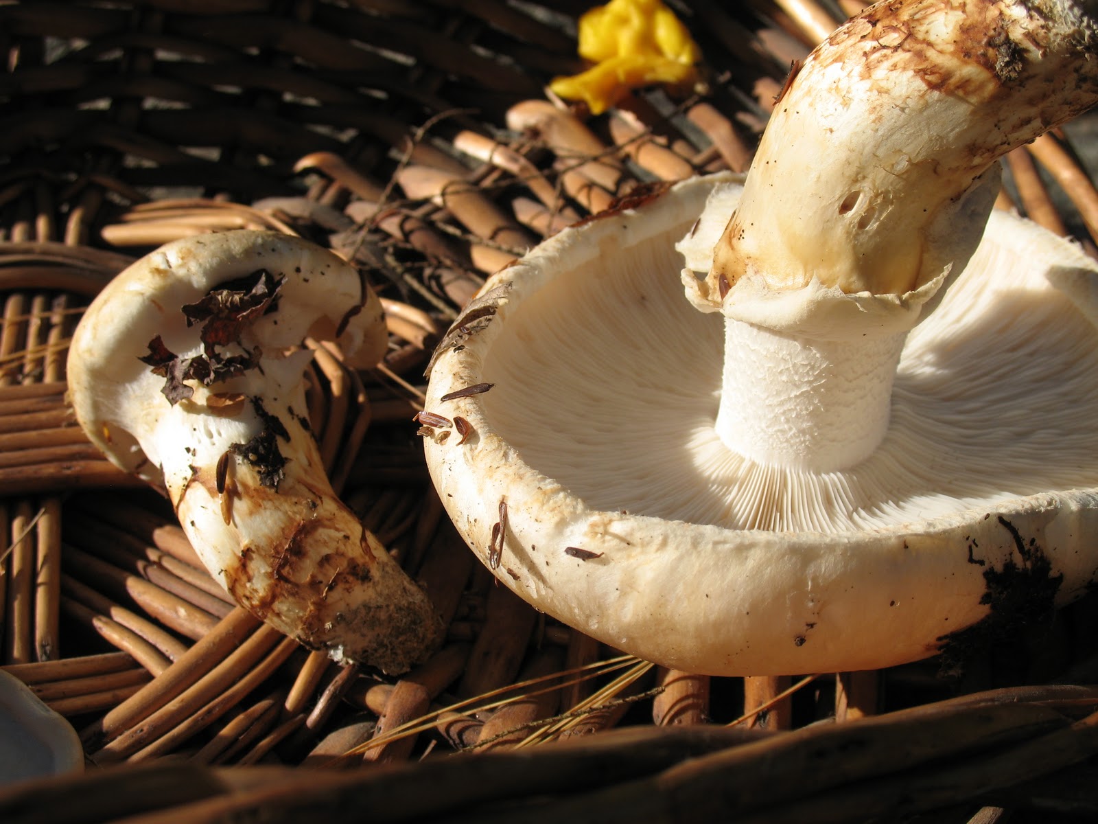 Fungiphilia Matsutake (Tricholoma magnivelare)