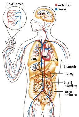 Circulatory System: Circulatory System