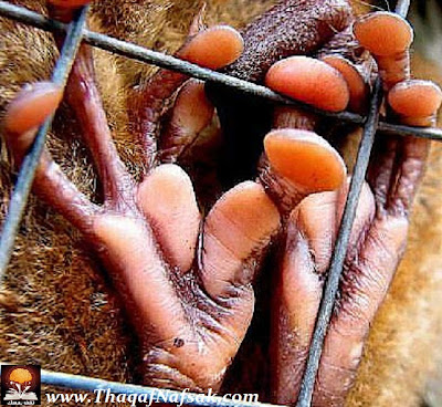 نقره لتكبير أو تصغير الصورة ونقرتين لعرض الصورة في صفحة مستقلة بحجمها الطبيعي