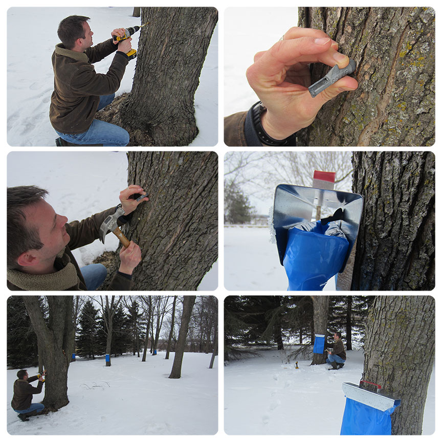 Joyfully Becca tapping our maple trees for syrup