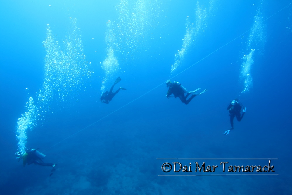 Capturing the Moment Hammerhead Shark Dive in Hawaii