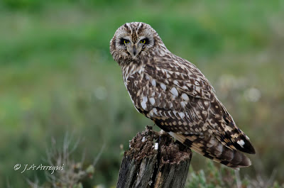 Lechuza campestre, Asio flammeus, Short-eared Ow