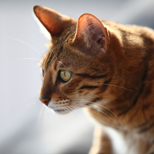 Bengal cat profil