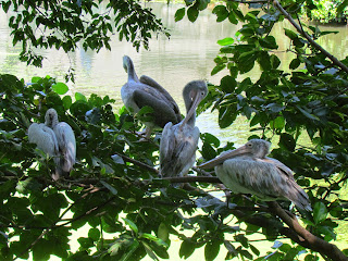 Pelikanen Colombo Zoo 