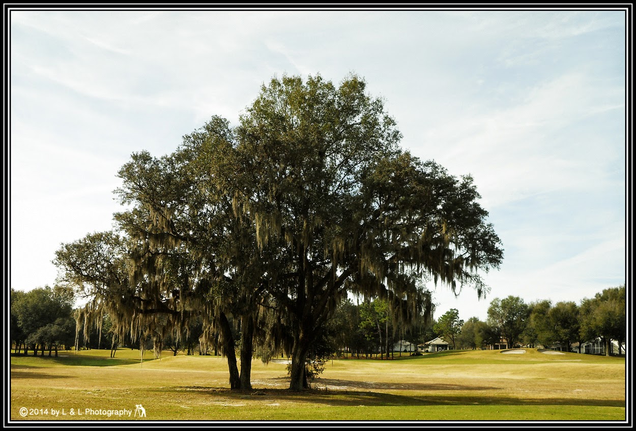 Ocala, Central Florida & Beyond What I would miss about Ocala...