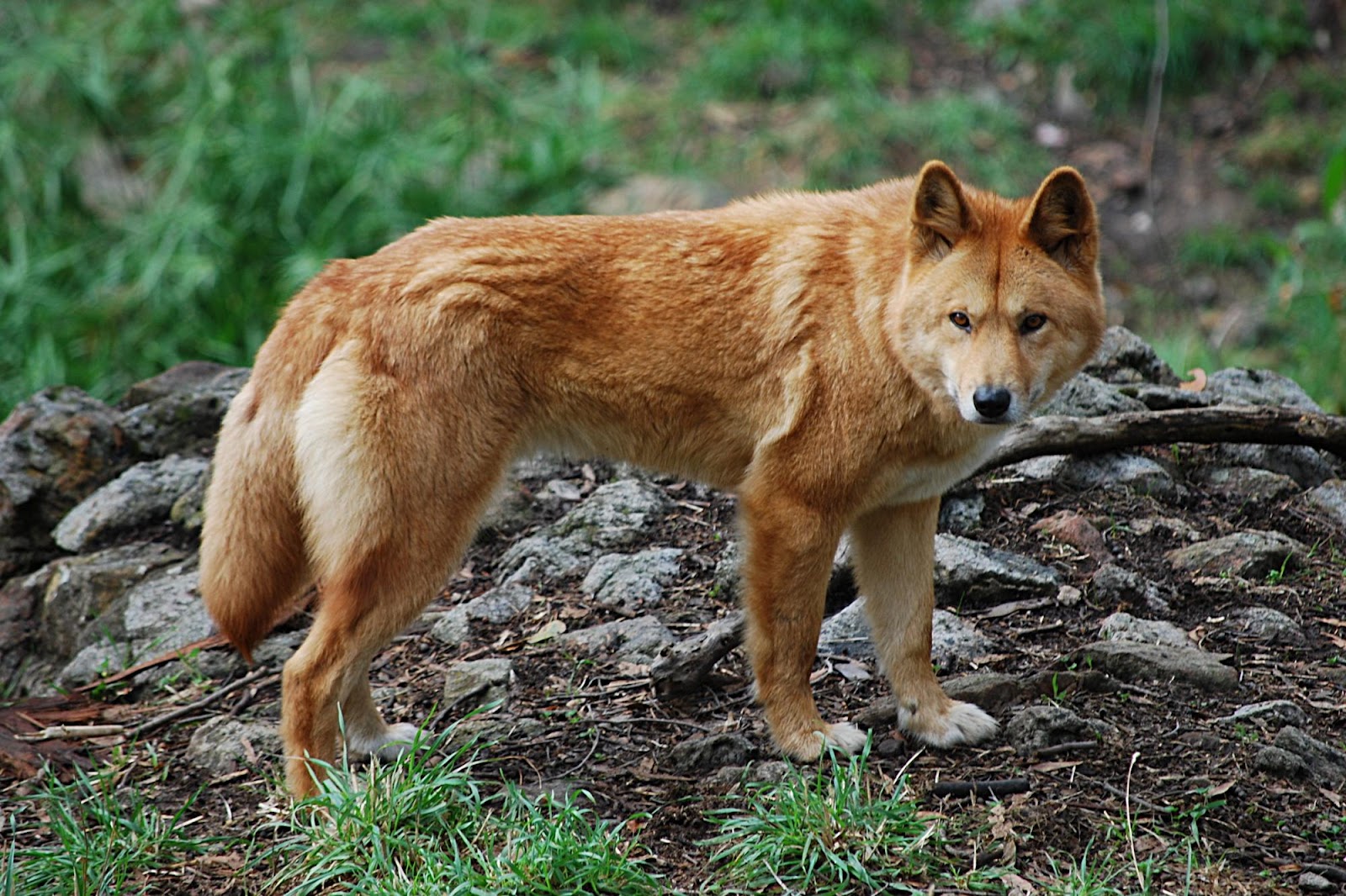 dingo wild dogs dingo wild dogs