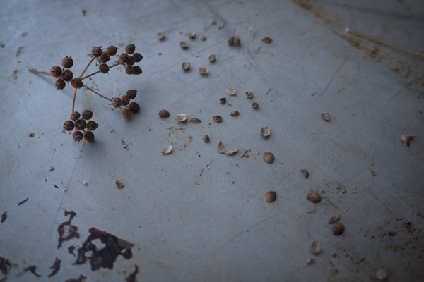 Coriander (Coriandrum sativum) seeds and flowers