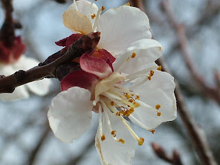 Fruit tree blossom Fruit tree blossom in Bulgaria