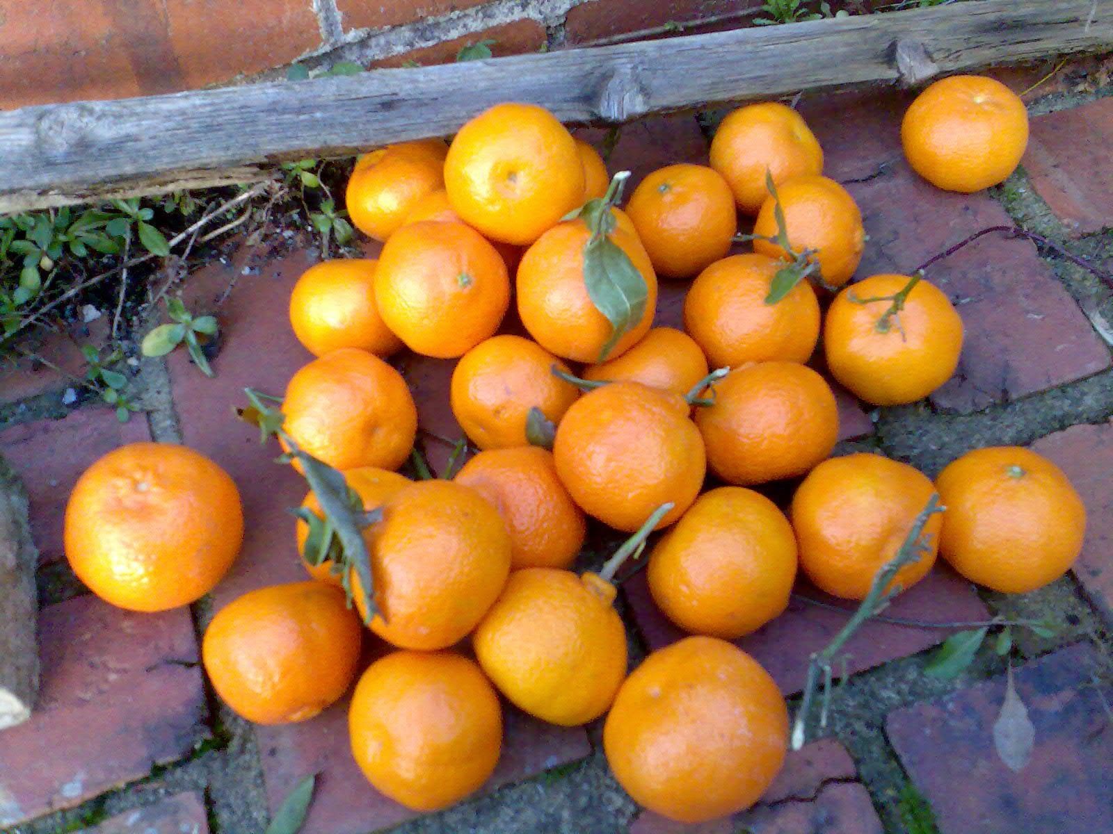 Ben's Adventures in Wine Making Clementine Wine The Making Of