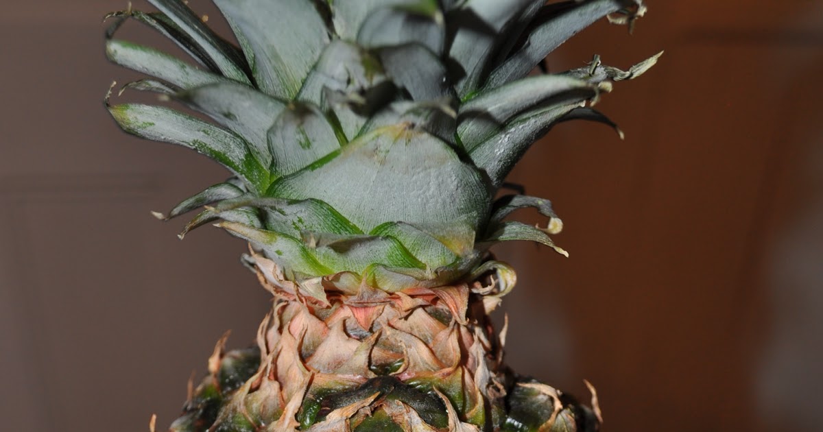 Natural and Organic Lifestyle What's in a Pineapple?