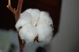«Cotton» de KoS - Trabajo propio. Disponible bajo la licencia Dominio público vía Wikimedia Commons - https://commons.wikimedia.org/wiki/File:Cotton.JPG#/media/File:Cotton.JPG