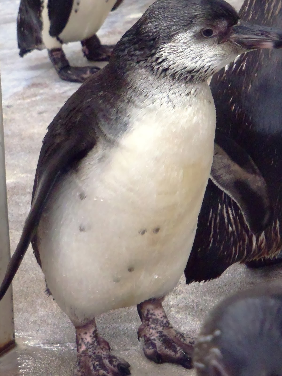 福岡市動物園ブログ フンボルトペンギンの命名 Facebookで応募も その２