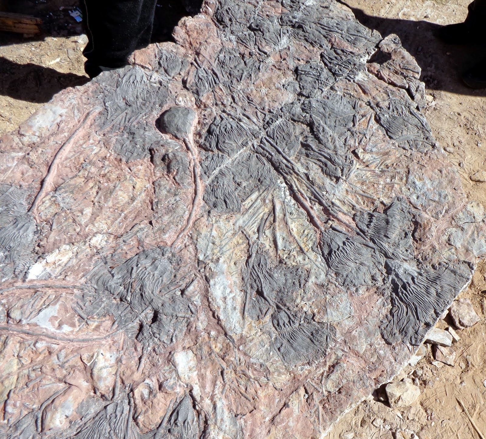 taroudant Erfoud and the Fossil Industry