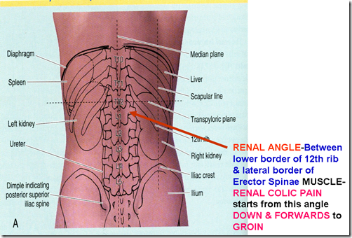 Doctors Gates: Surface anatomy of both kidneys on the back