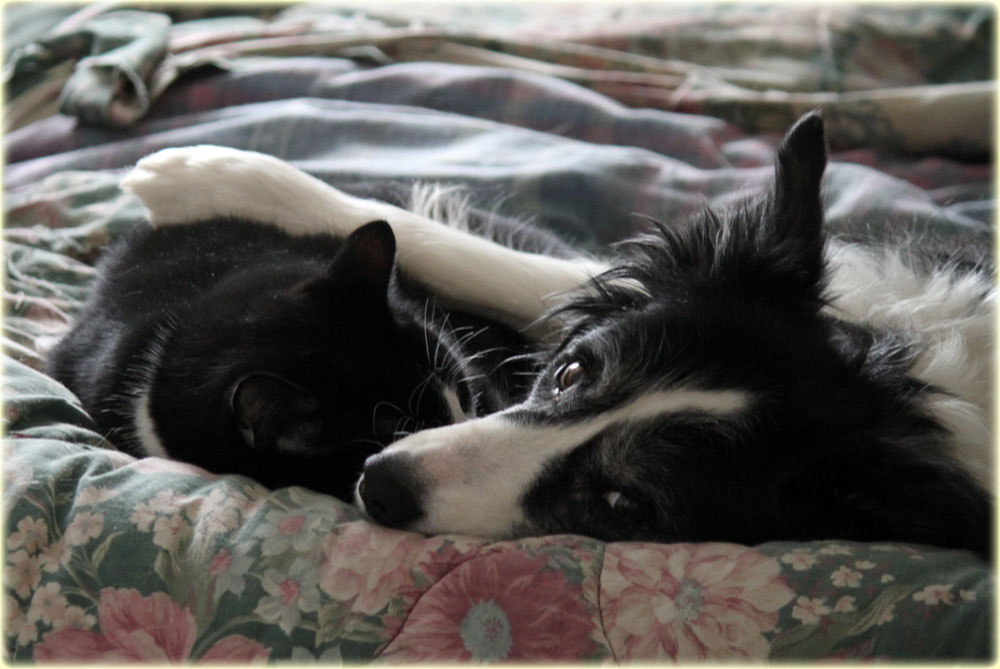 Image result for border collie and cats