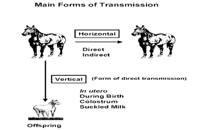 Hình 1: Cách truyền lây bệnh trên thú