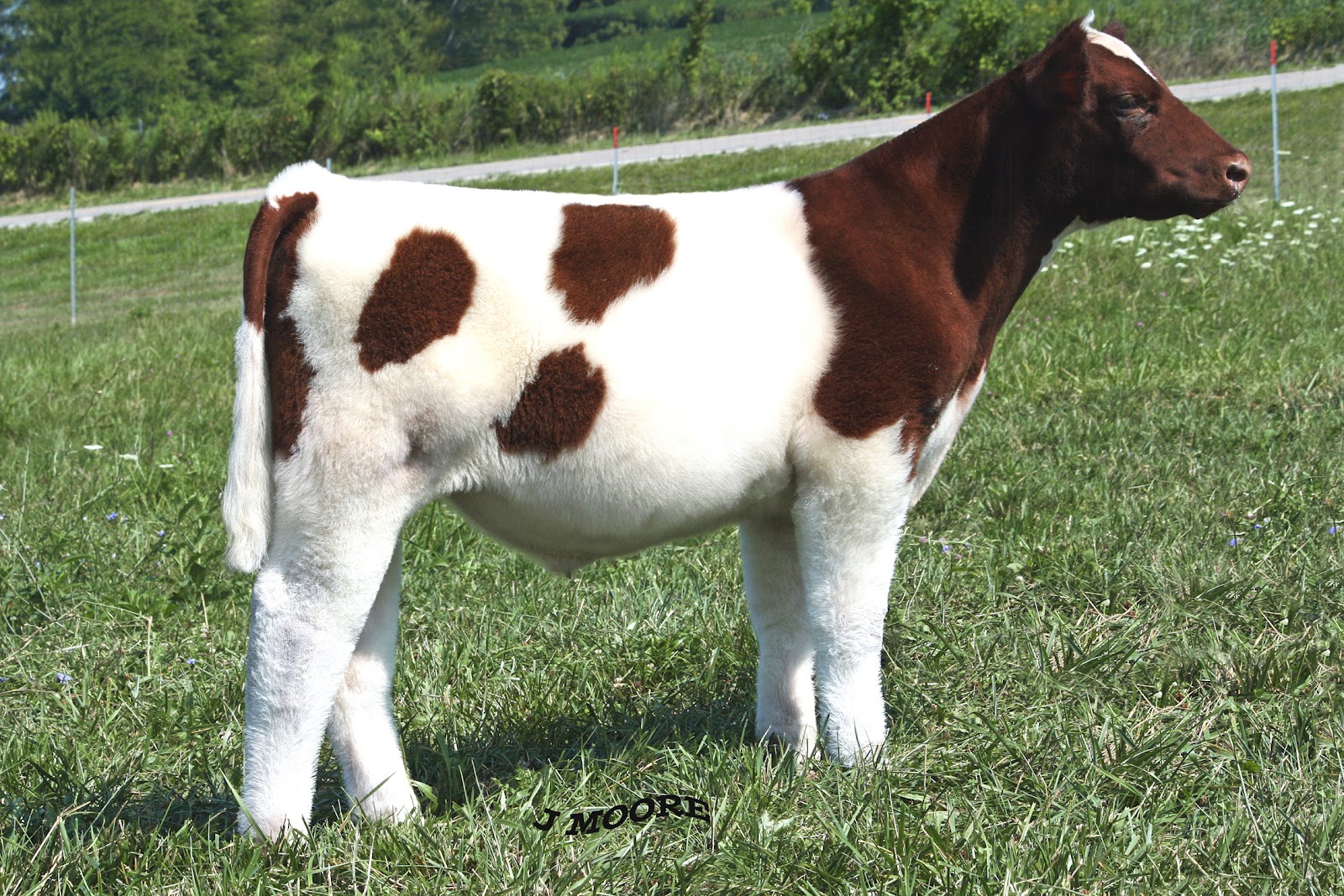 MITTAG Blog From Cook Show Cattle Ohio