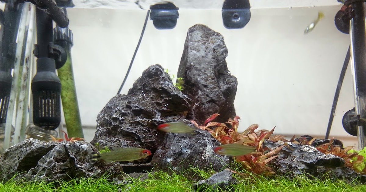 aquascaping tips tricks hardscape
