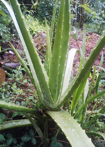 Buy Who we are: Our Official Autobiography One Direction