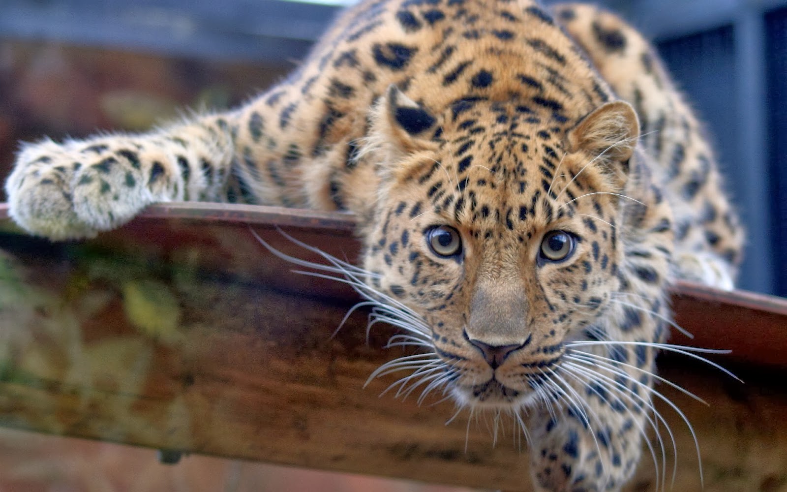 30 Marvelous HD Wallpapers of Leopard | Hindi Motivational Quotes | HD