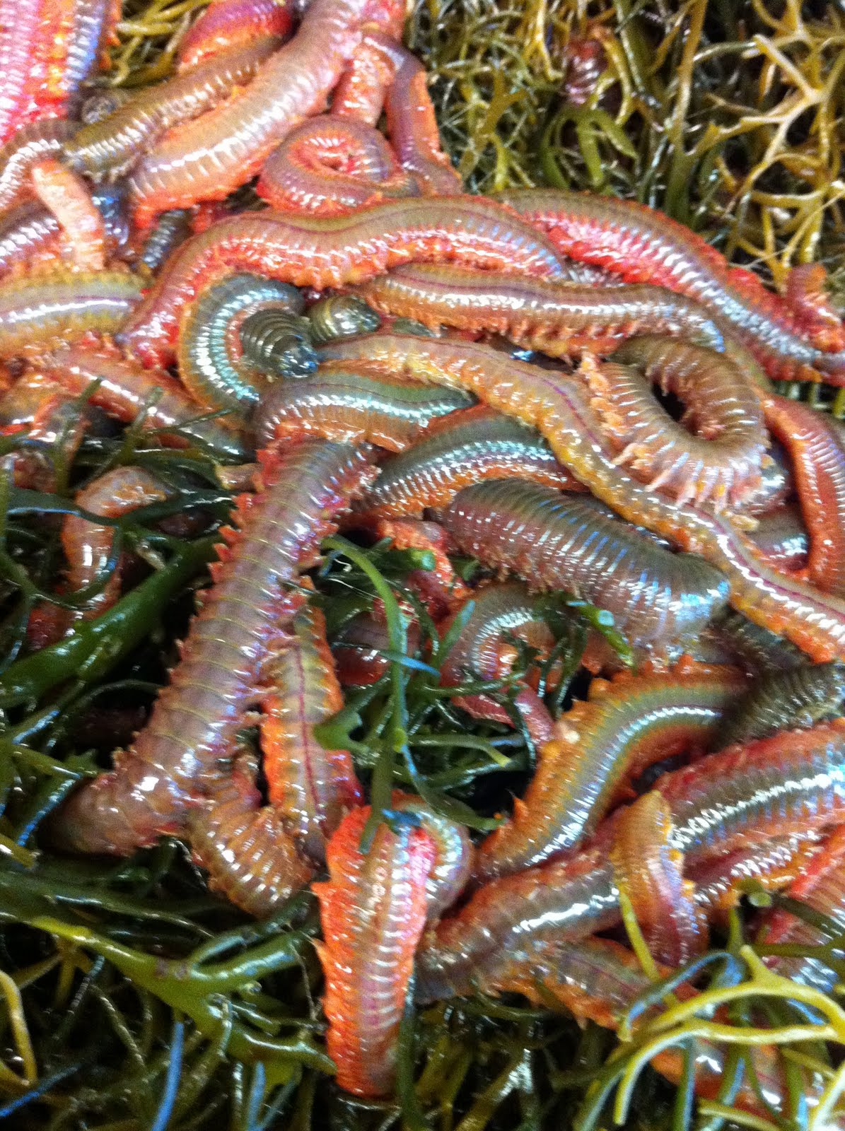 Captain Morgan's Fishing Blog: THE ABC'S OF SEAWORM SHORTAGES IN