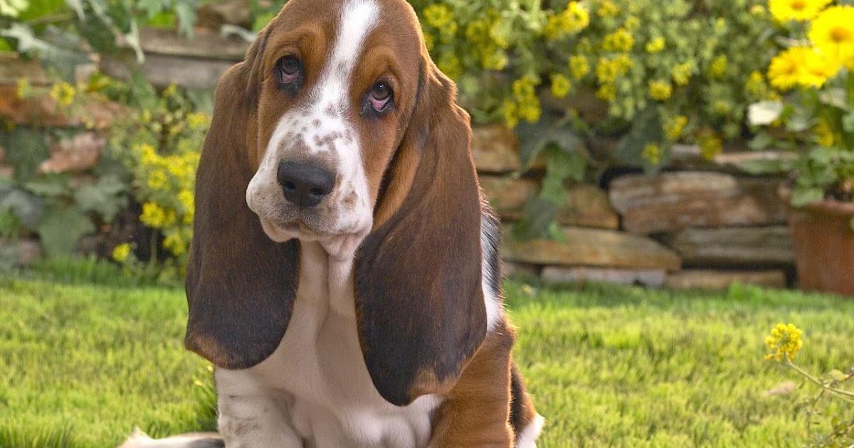 Basset Hound Puppies Breeders Pictures Of Animals 2016