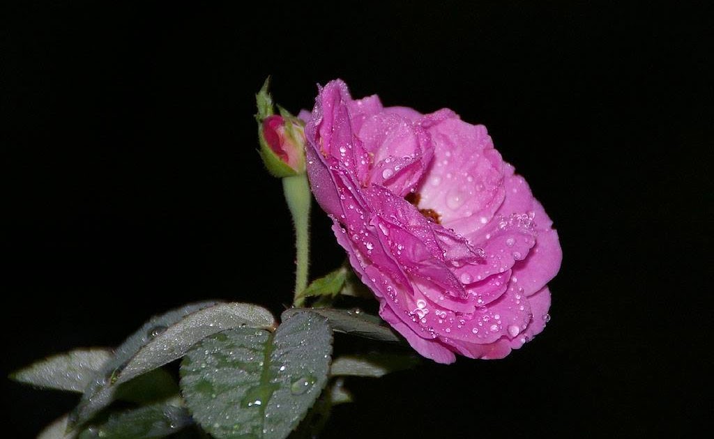 wallpaper: Purple Rose Wallpapers