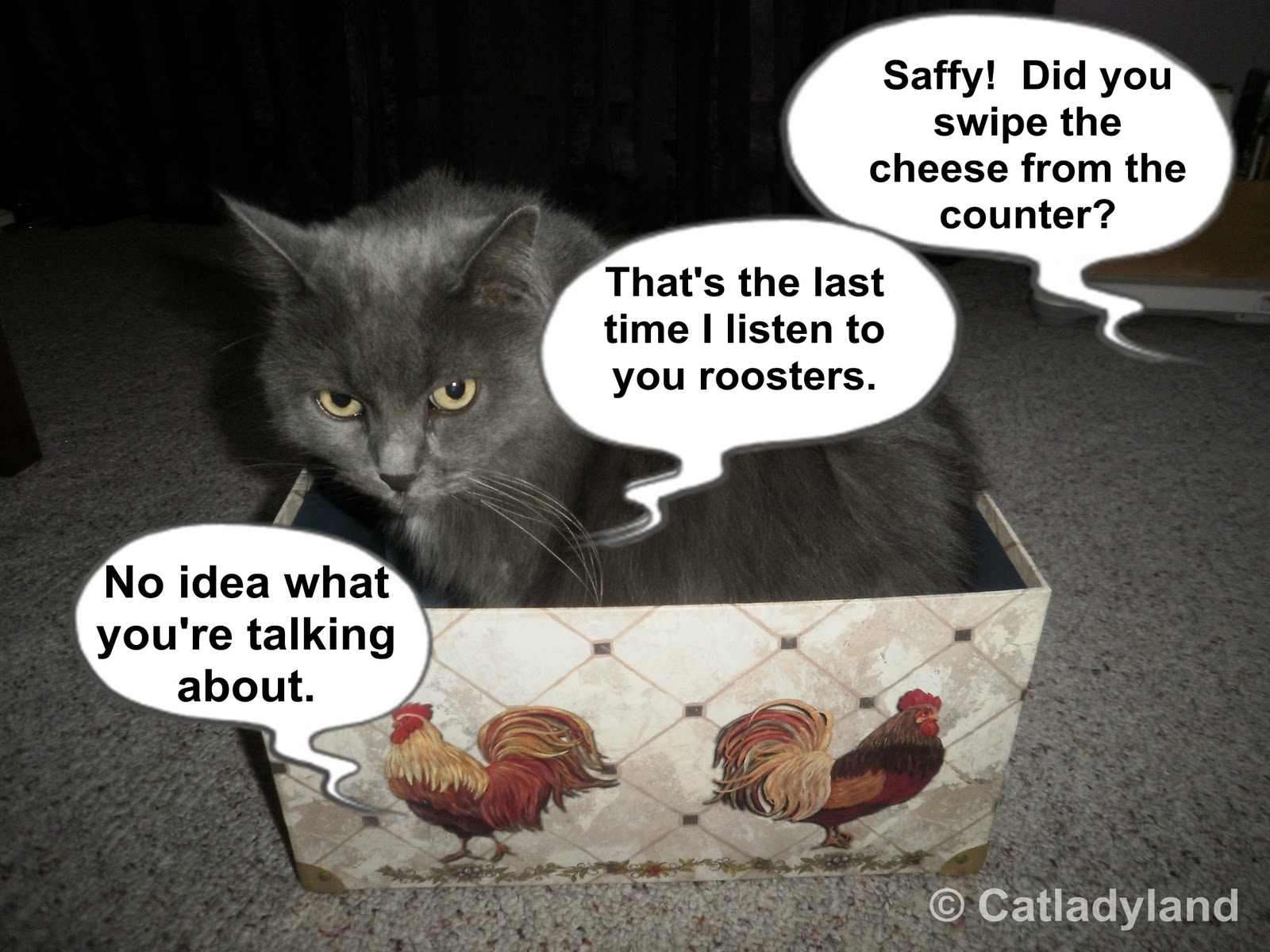 Catladyland Cats are Funny Don't Listen to the Talking Roosters