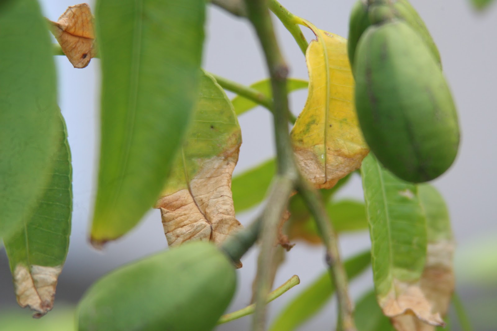 My Tropical Organic Garden Homemade potash for a tropical organic