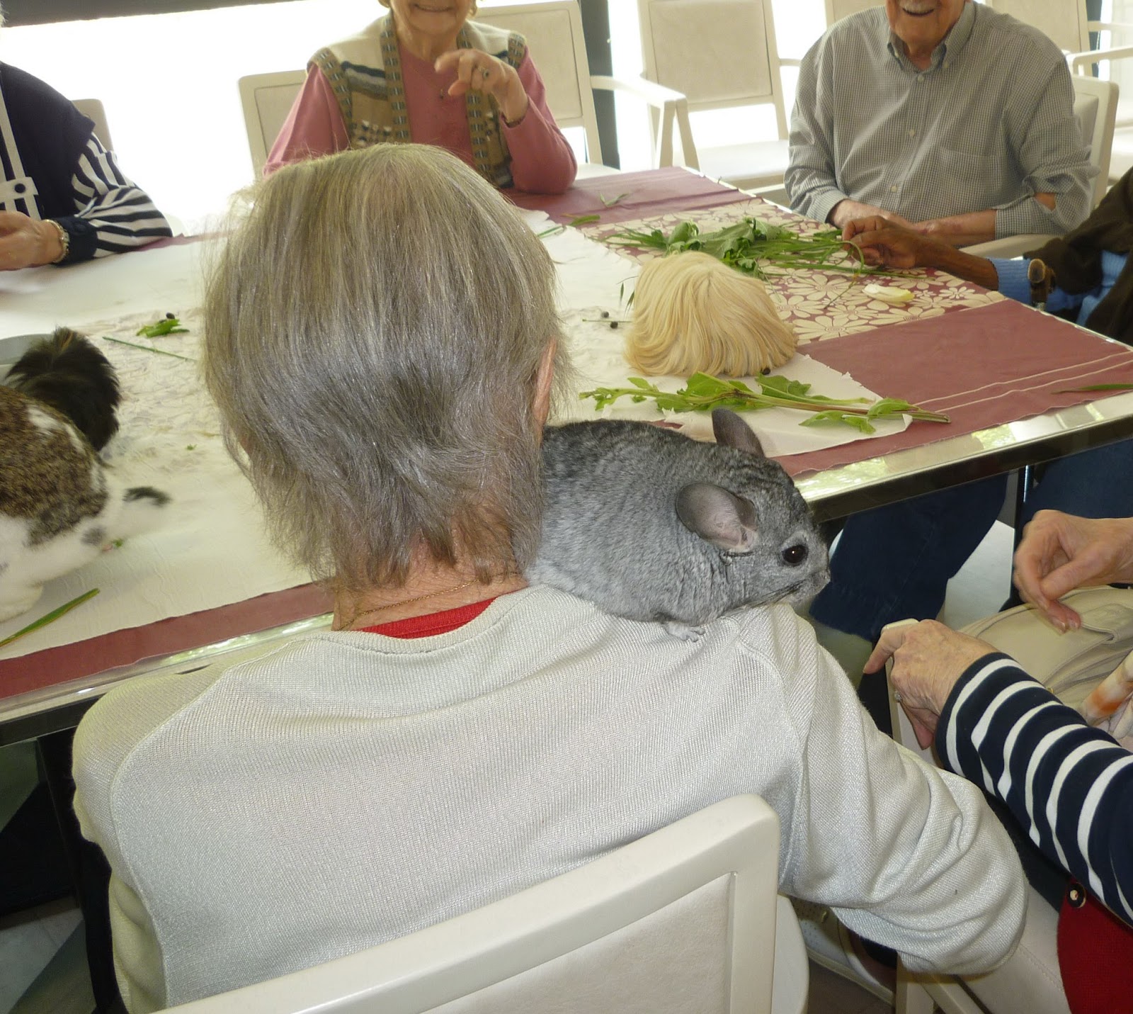 VIA'nimaux Zoothérapie Médiation Animale Alpes Maritimes 06 Le