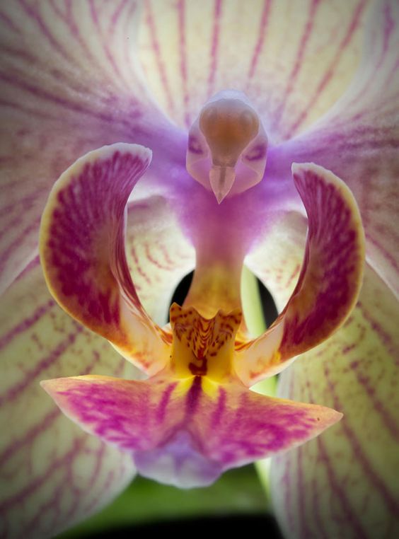 O que dizer desta orquídea?