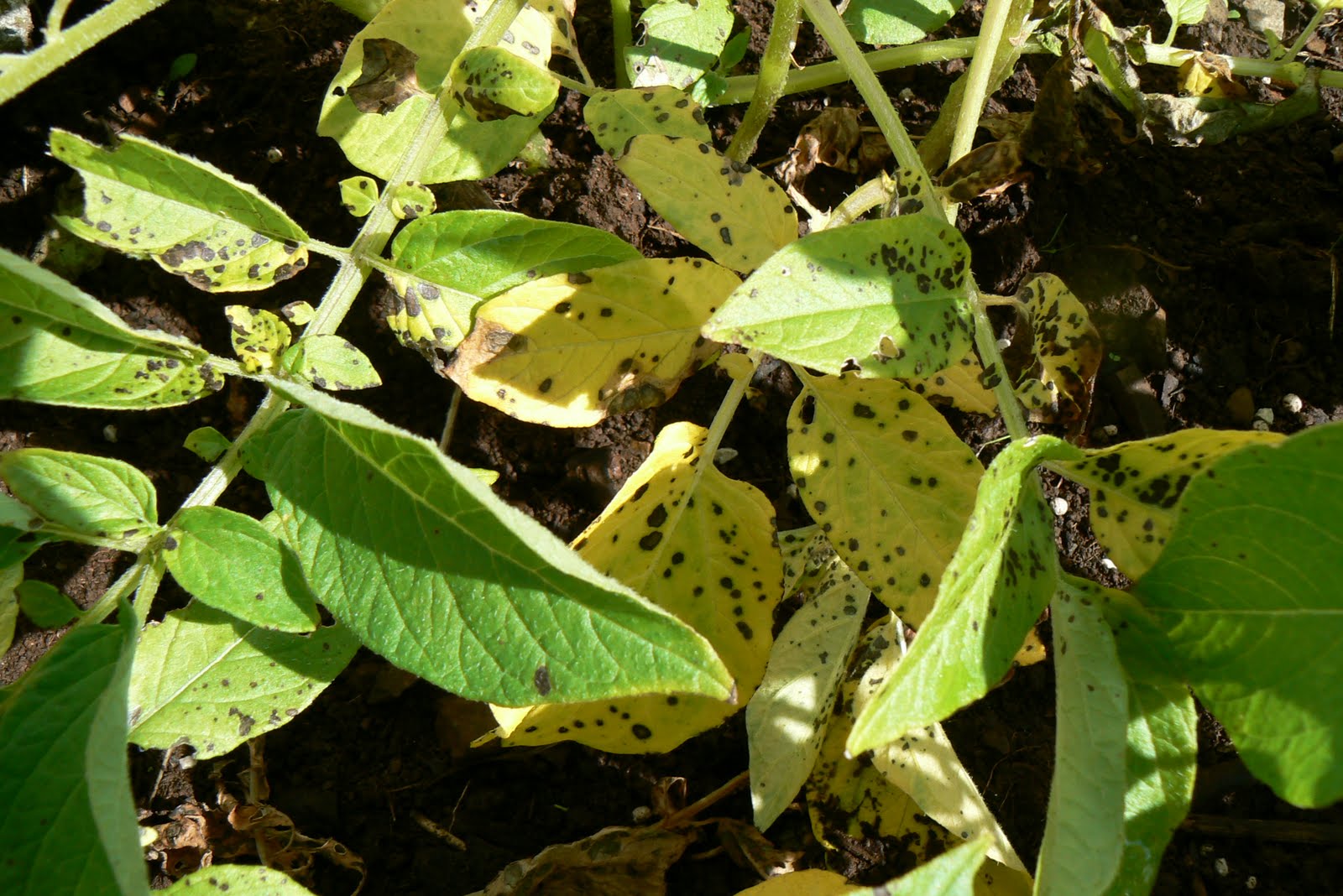 A Kilchoan Diary Potato Problems