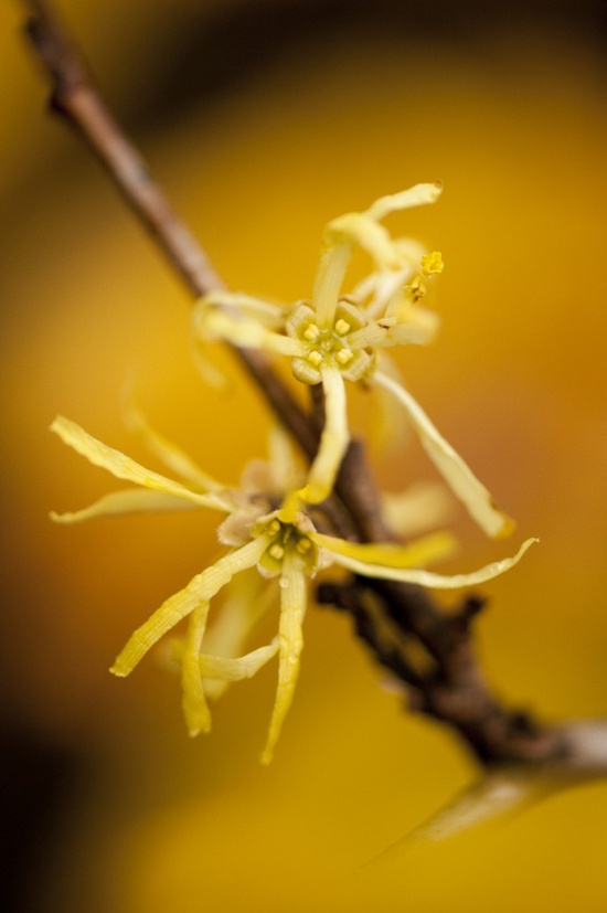 the garden A tree blooms in winter