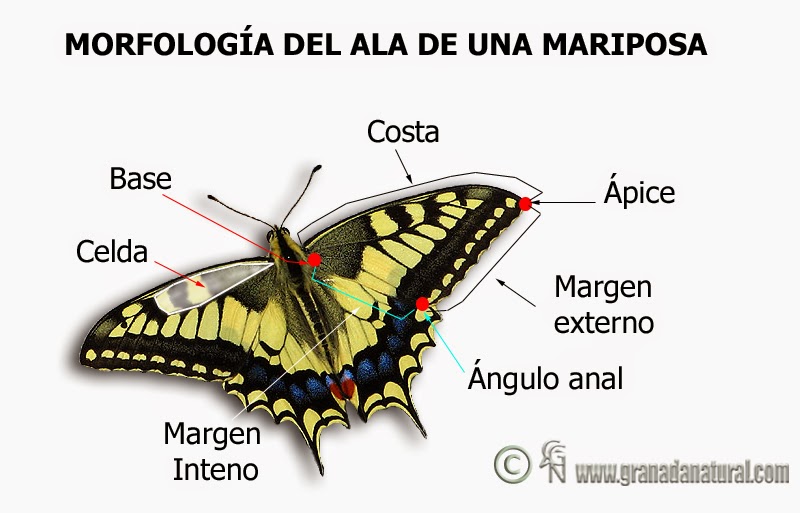 MARIPOSAS DE ARANJUEZ Y COMARCA Láminas sobre la morfología de las