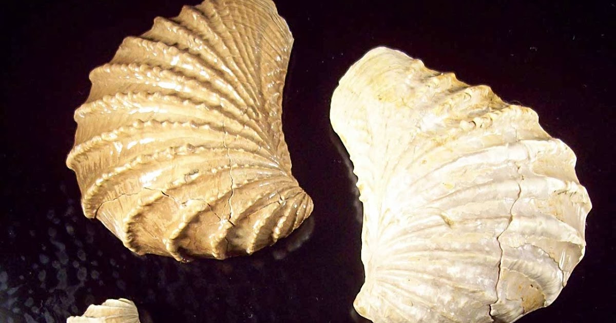 Louisville Fossils and Beyond Tennessee State Fossil Pterotrigonia