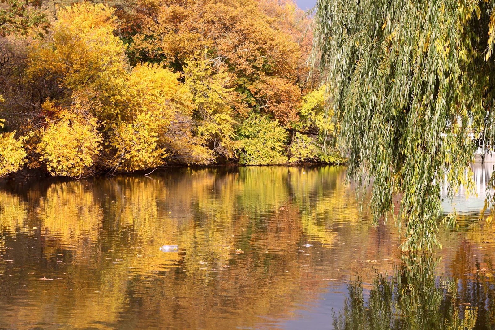 new york is always hopeful Flora & Fauna