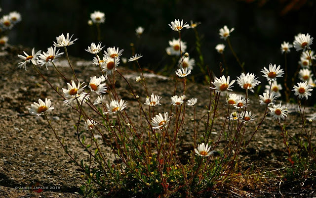 daisy ruin, Oughterard © Annie Japaud Photography  