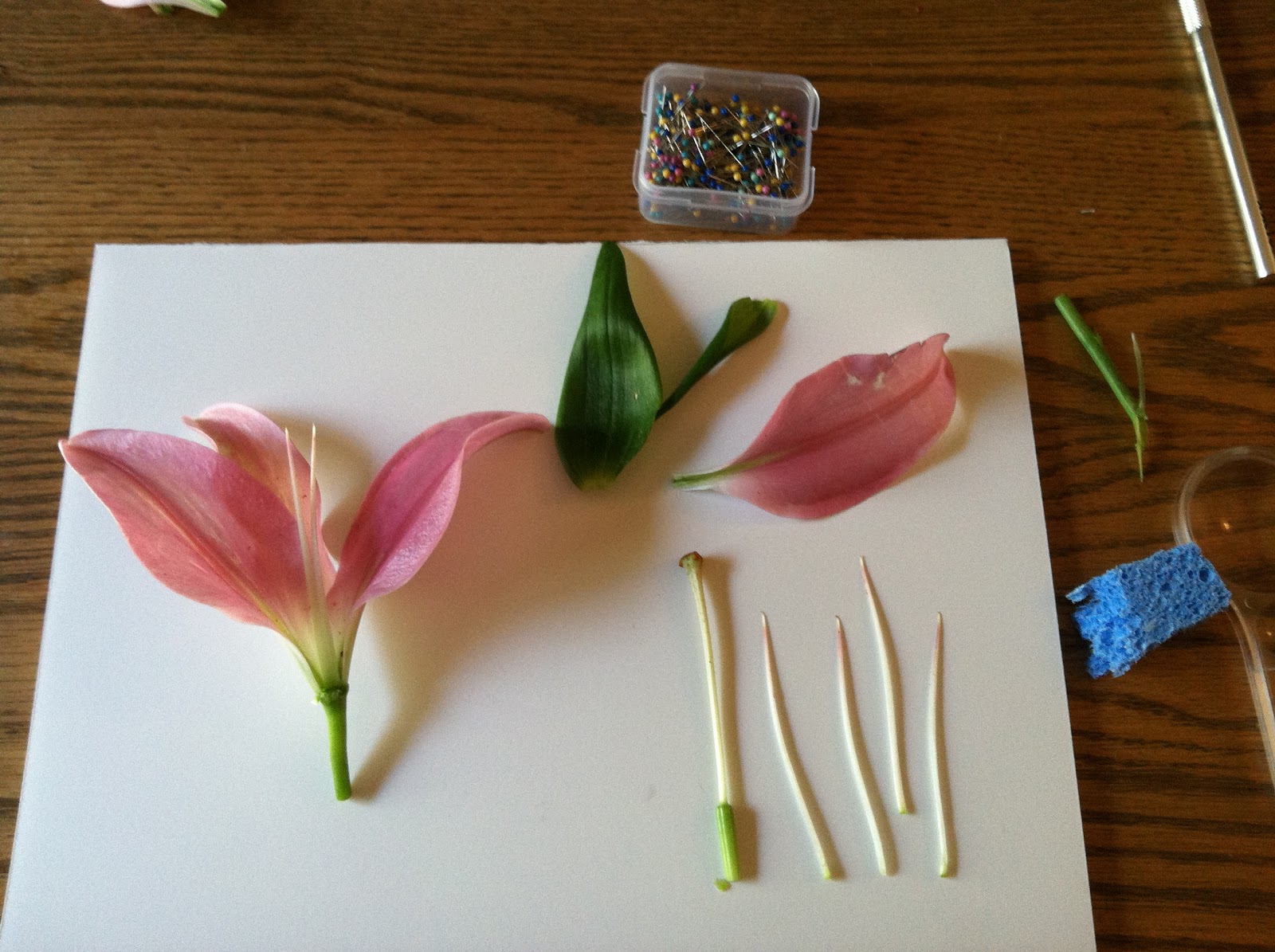 Biology Class Tutorial Angiosperm Dissection Tutorial