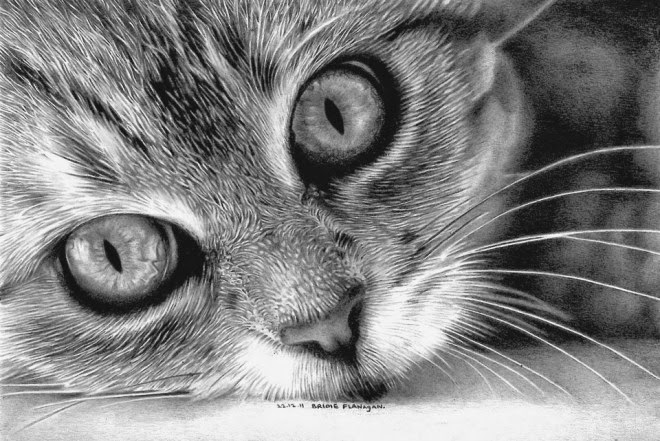 realistic easy cat drawing
