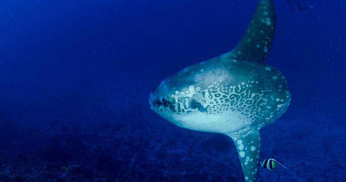 in luv with . . .: 1st meet up with Mola Mola