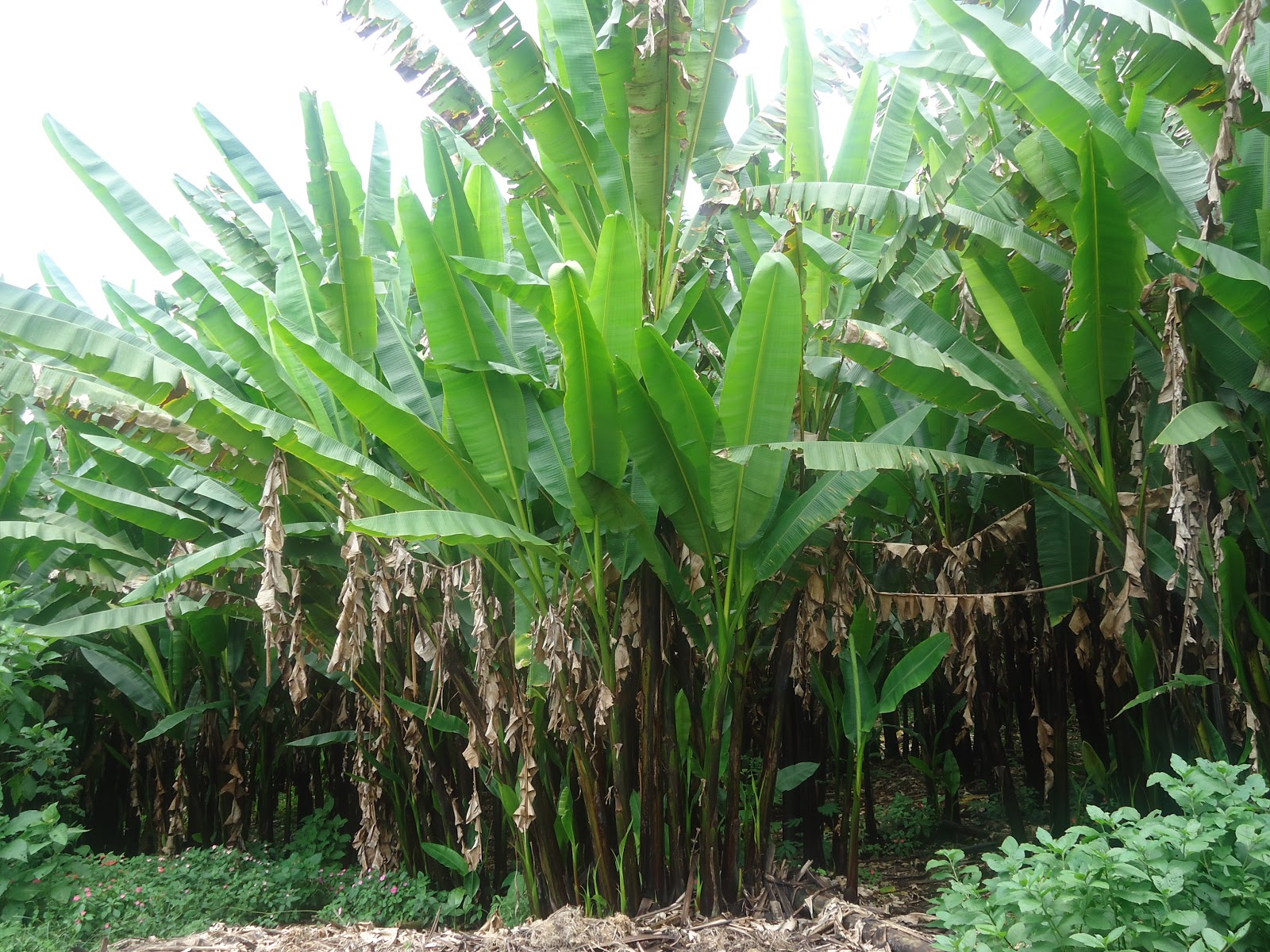 Abacá Ecuador Historia del Abacá