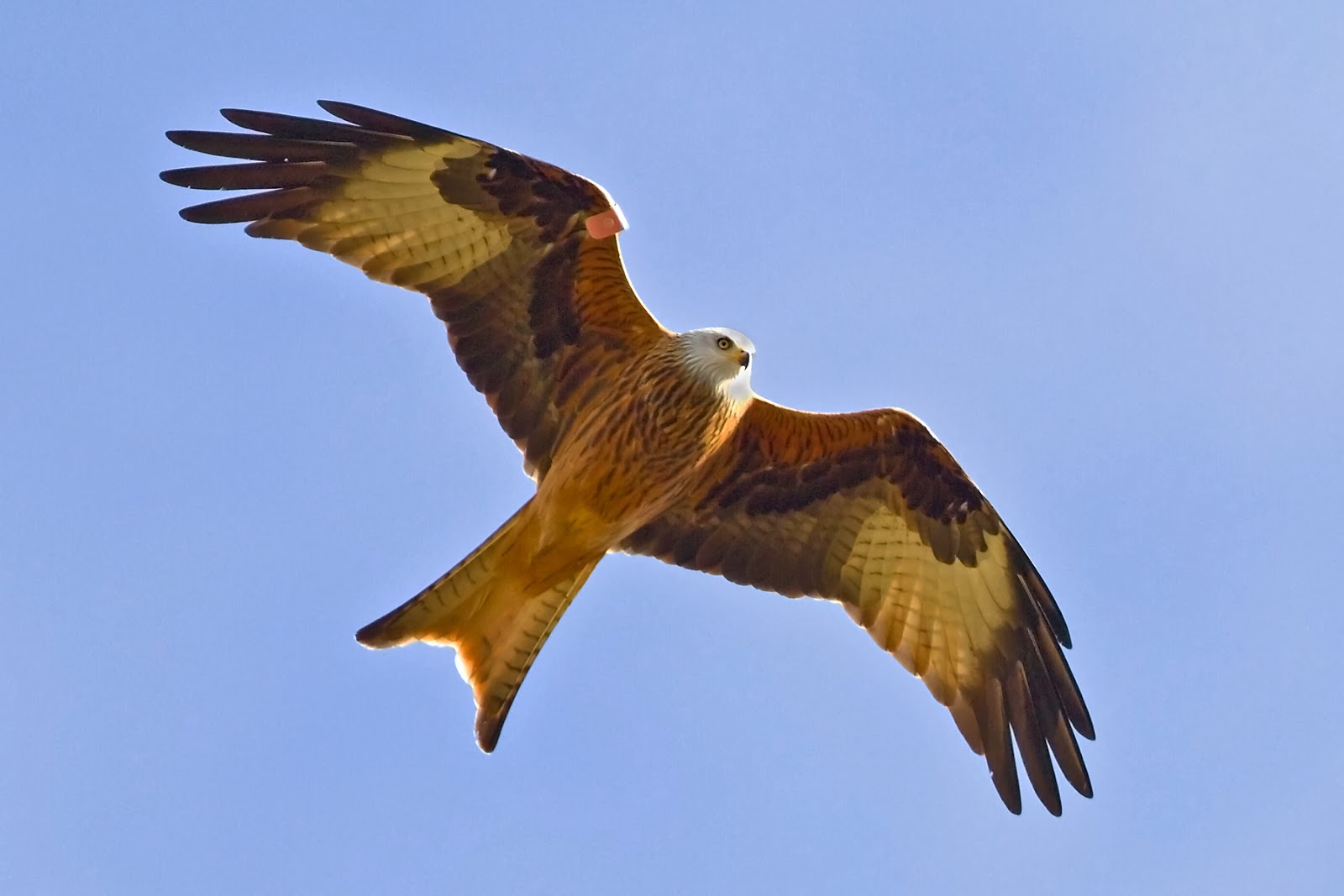 the red kite the red kite