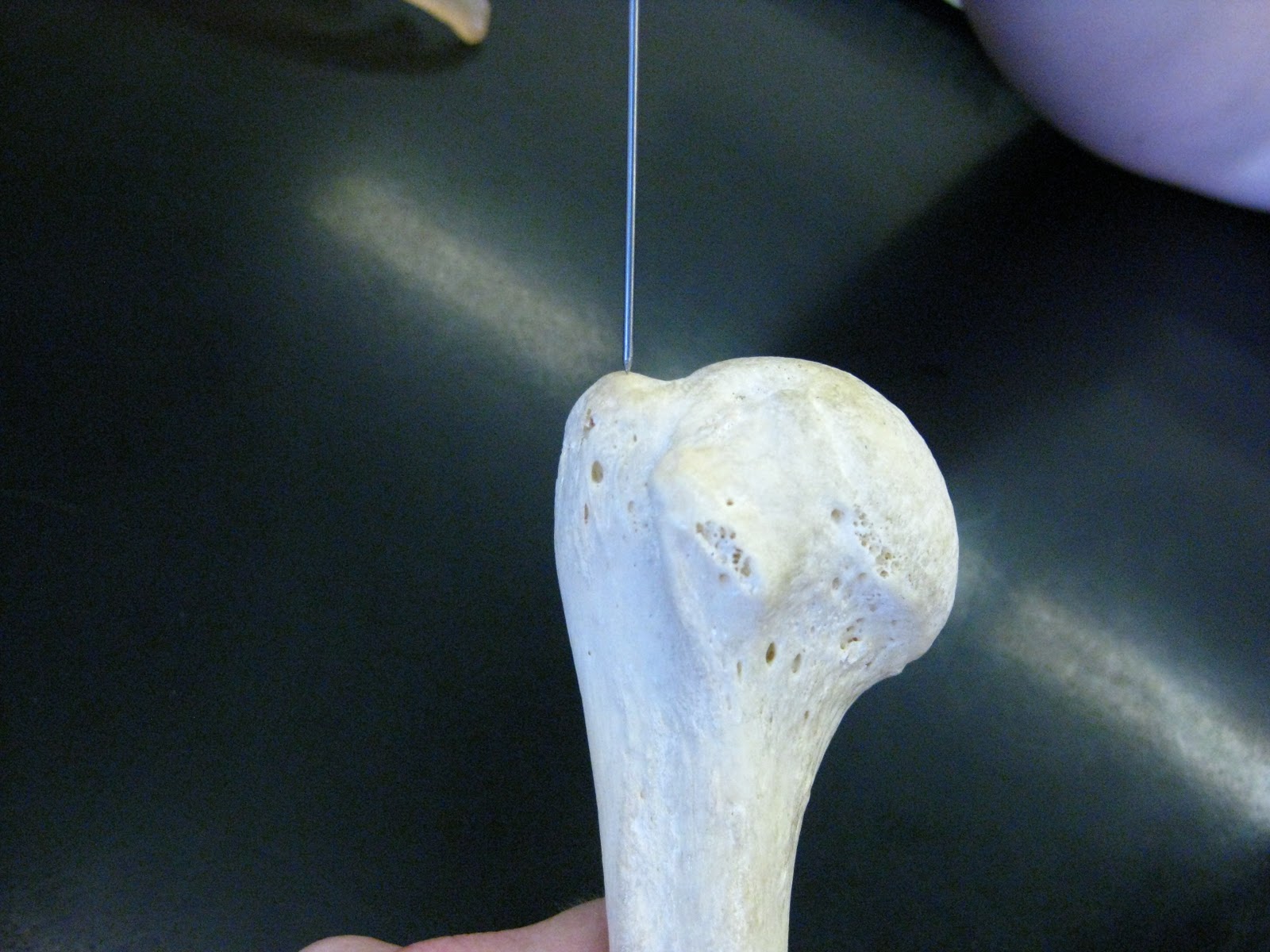 Boned: Human Skeleton - humerus