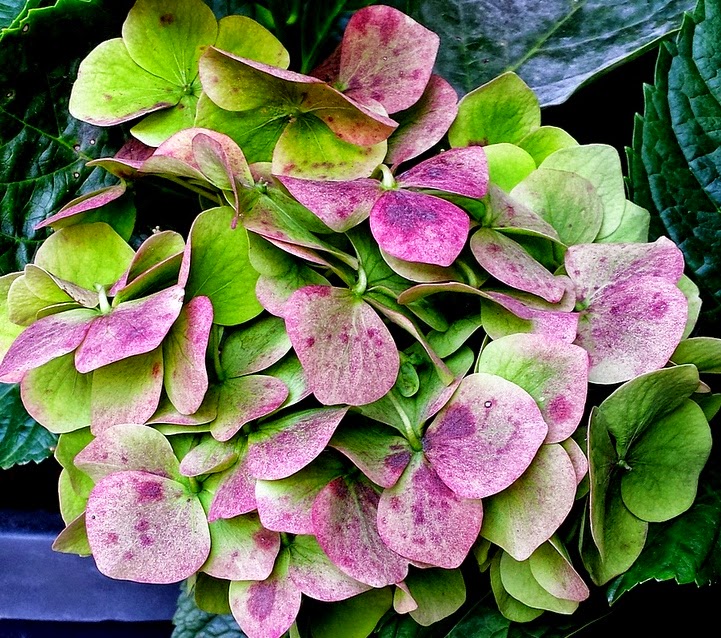 Green Hydrangea Flowers