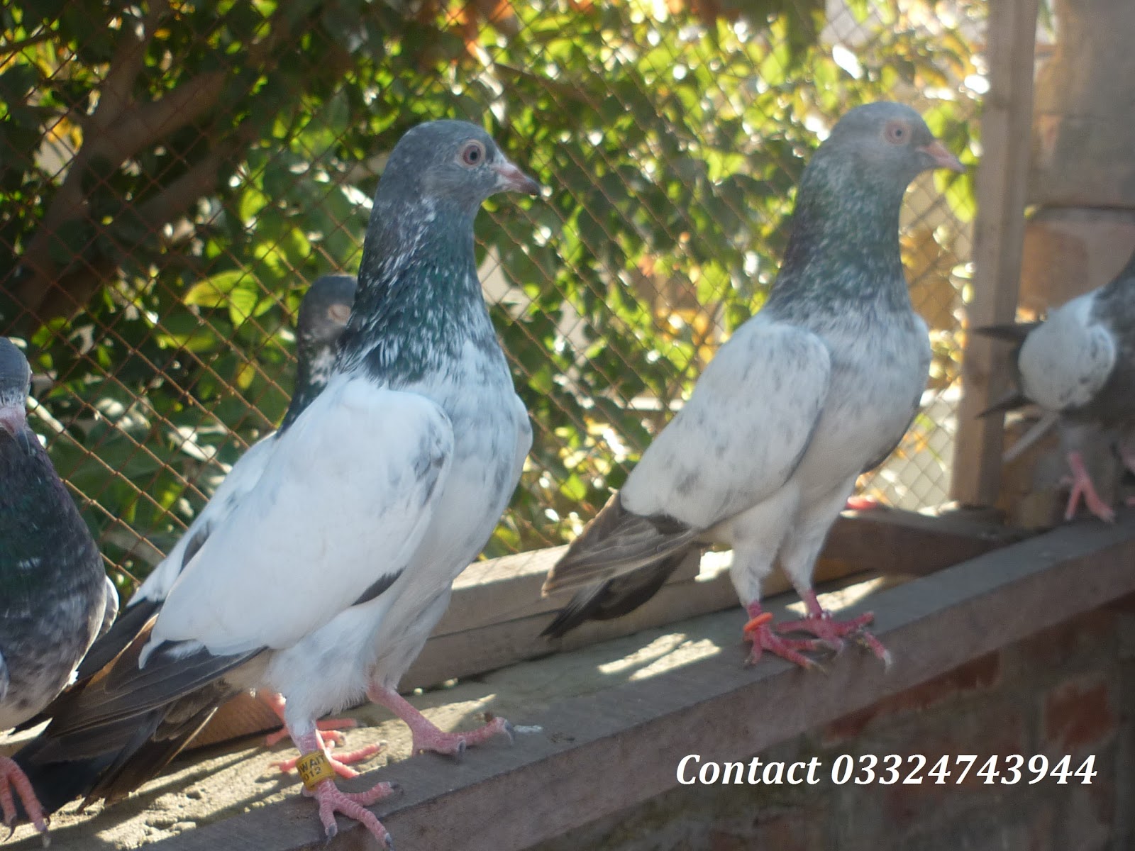 Golden,Teddy,Dabwalay, Pigeons For sales Pigeons Pics Latest