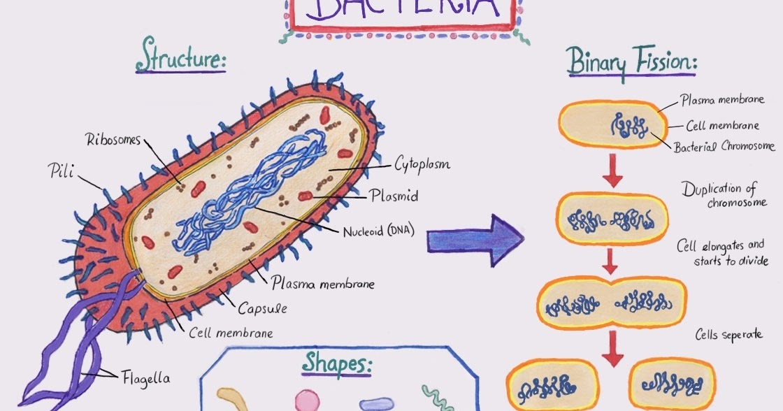 Biology: Bacteria Cell Structure and Binary Fission + Worksheet