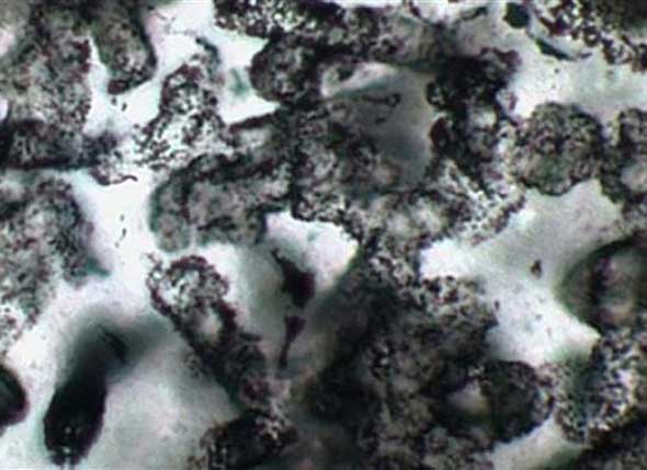 fossils-of-oldest-most-amazing-extinct-animals-oldest-fossil-found-in-australia fossils-of-oldest-most-amazing-extinct-animals-oldest-fossil-found-in-australia