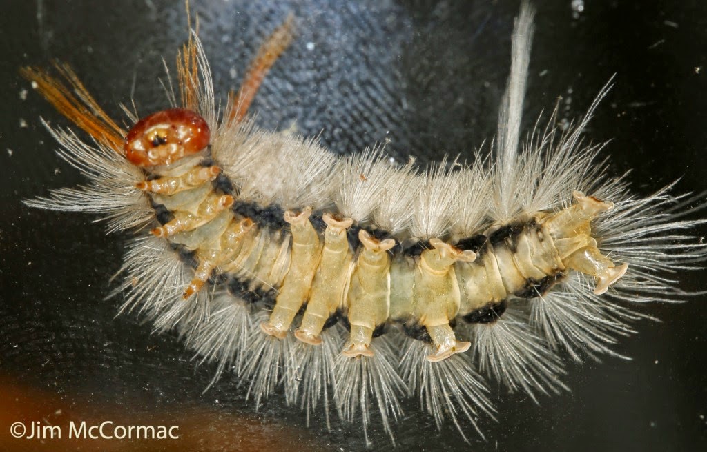 Ohio Birds and Biodiversity Sycamore Tussock Moth caterpillars
