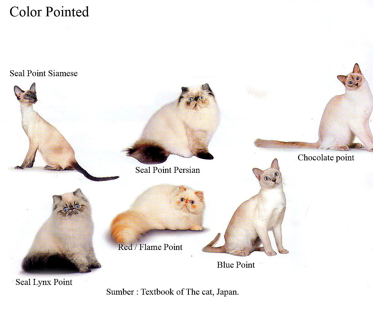 Gambar Aneka Pola Warna Kucing Ras Persia Lainya Info Buku ...